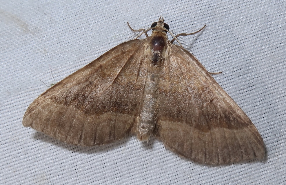 Scotopteryx chenopodiata - libatop-araszoló