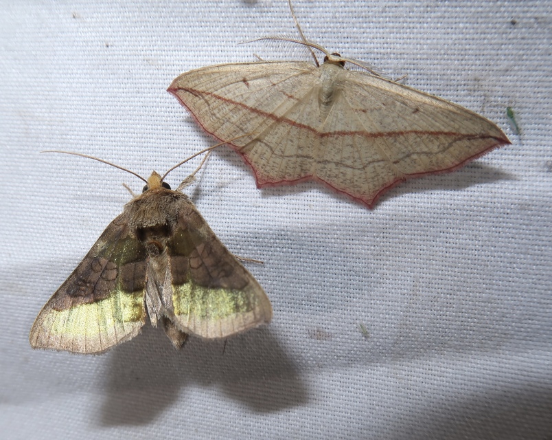 Diachrysia chrysitis - aranybagoly