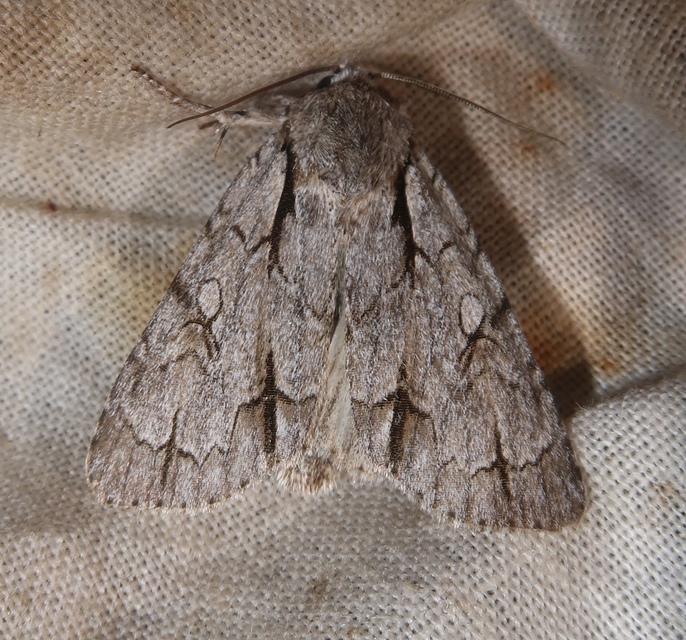 Acronicta cuspis/tridens/psi