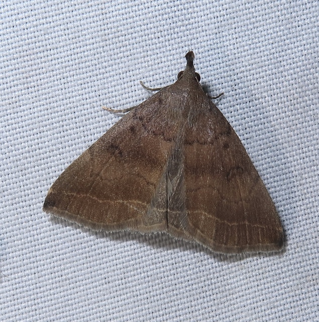 Pechipogo plumigeralis - tollascsápú karcsúbagoly