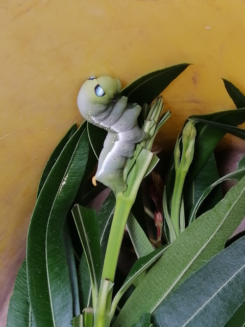 Daphnis nerii - oleanderszender