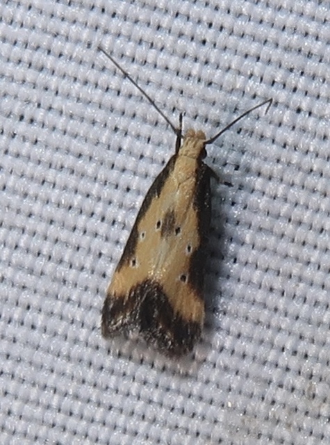 Brachmia dimidiella - citromkocsord-lápimoly