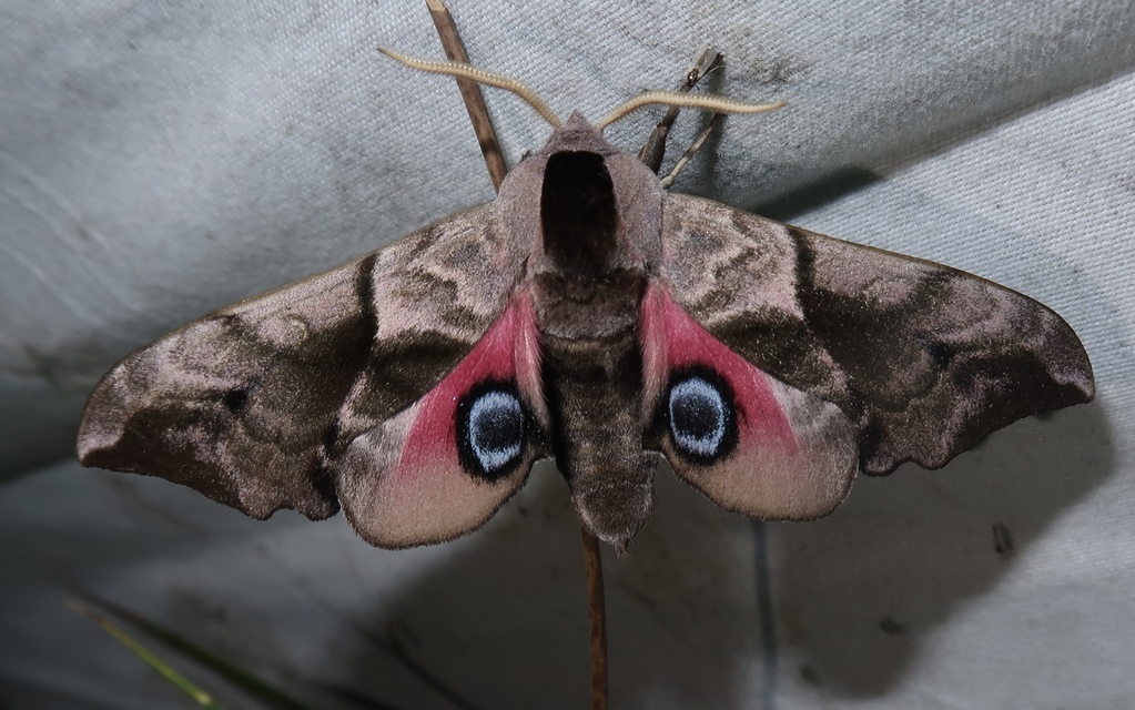 Smerinthus ocellatus - esti pávaszem