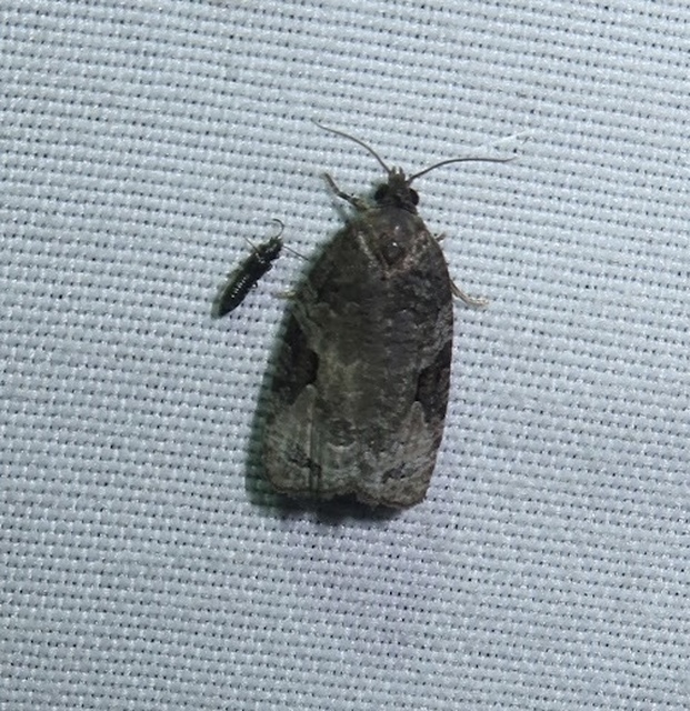 Apotomis semifasciana - fűzrügysodró tükrösmoly