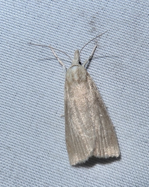 Calamotropha paludella - barna nádlevélmoly