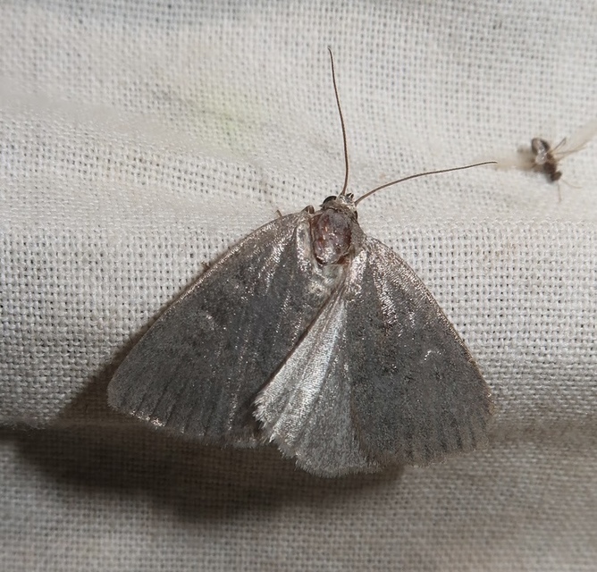 Acosmetia caliginosa - imolabagoly