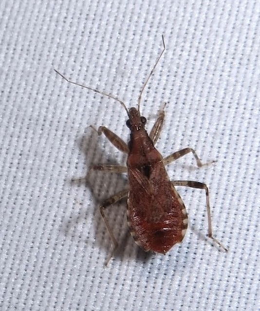 Himacerus