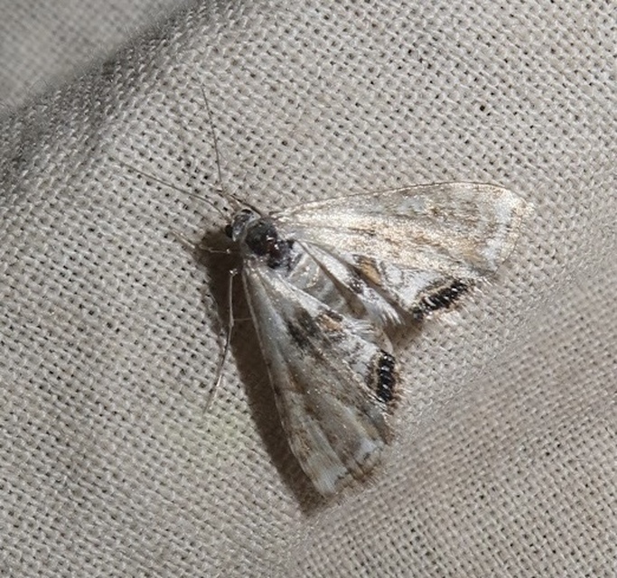 Cataclysta lemnata - békalencsemoly