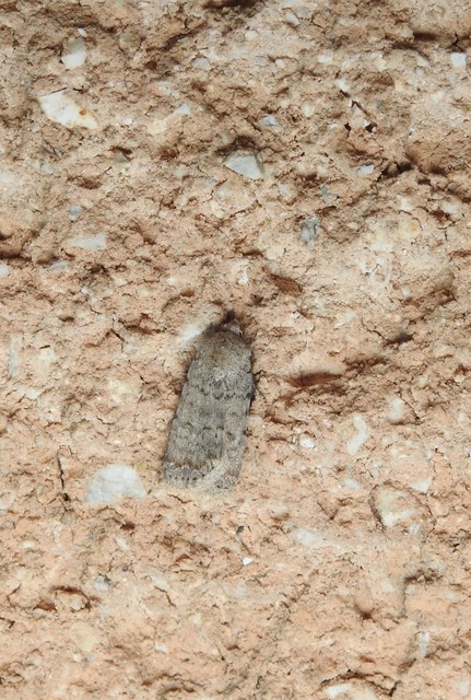Paradrina clavipalpis - közönséges selymesbagoly