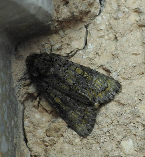 Craniophora ligustri - fagyalbagoly