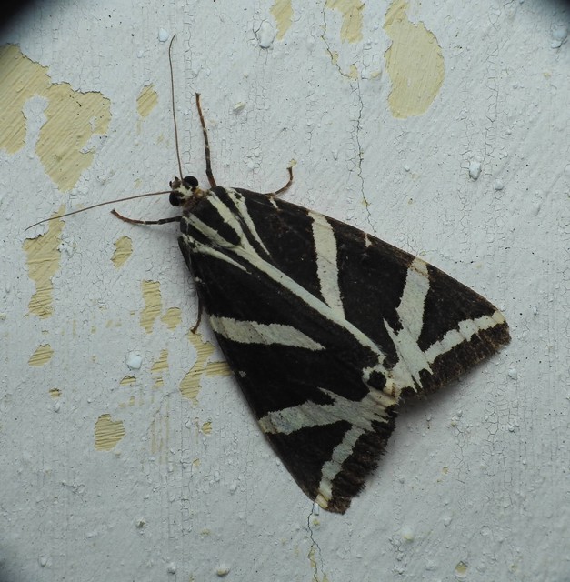 Euplagia quadripunctaria - csíkos medvelepke