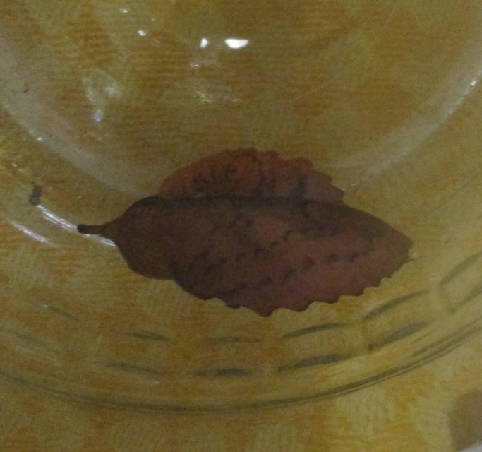 Gastropacha quercifolia - tölgylevélpohók