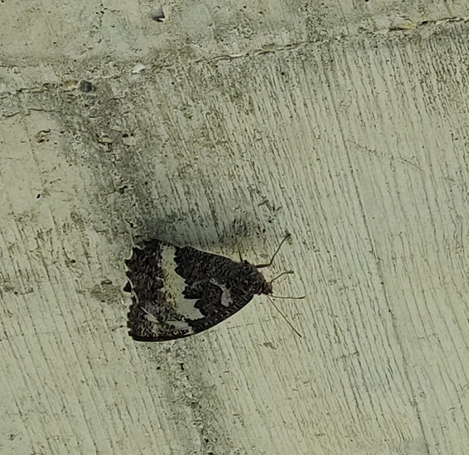Brintesia circe - fehéröves szemeslepke