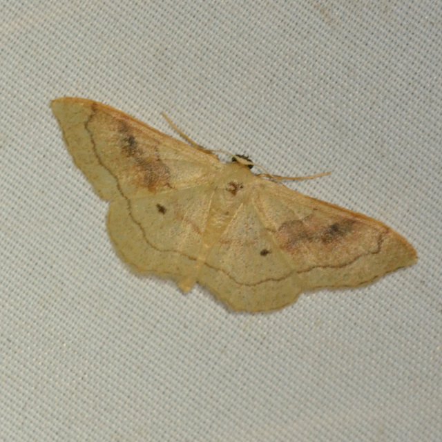 Idaea rubraria - vörössávos araszoló