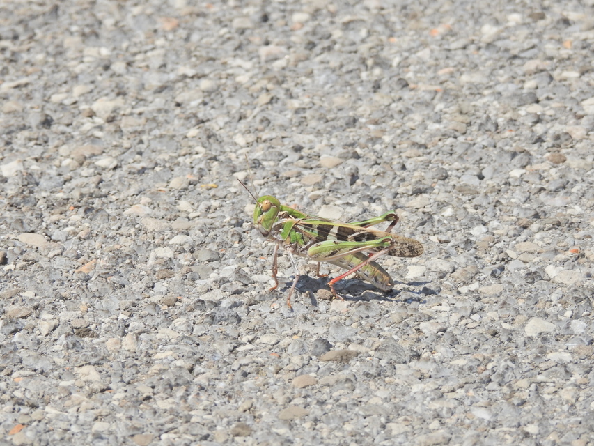 Oedaleus decorus - szalagos sáska