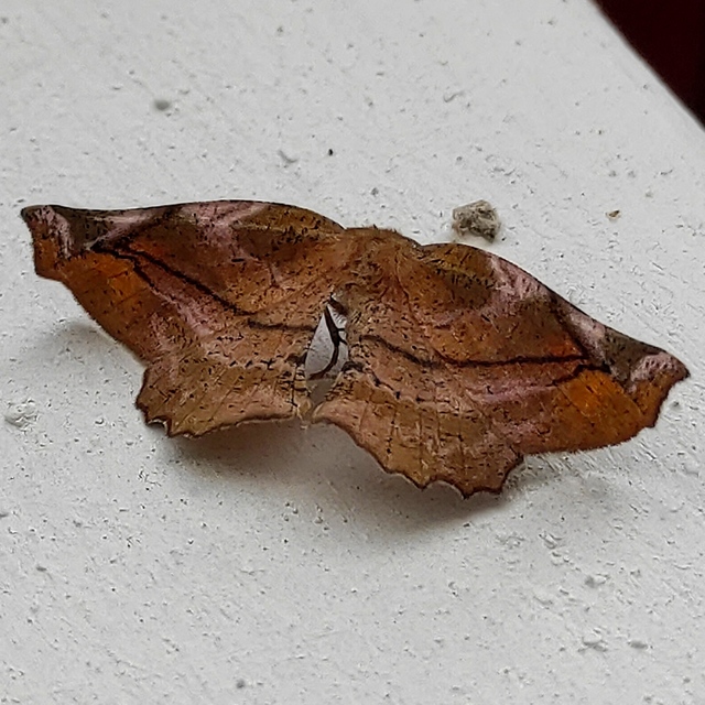 Apeira syringaria - orgona-araszoló