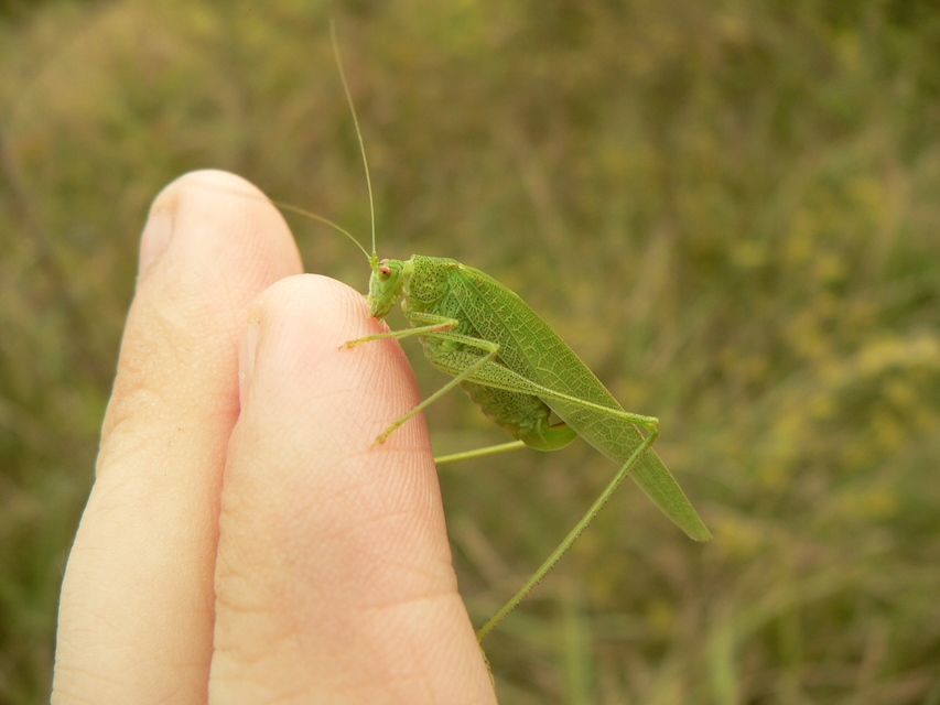 Phaneroptera nana - pontozott repülőszöcske