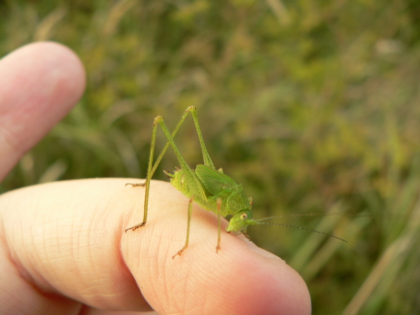 Phaneroptera nana - pontozott repülőszöcske