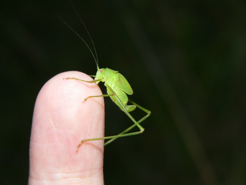 Phaneroptera nana - pontozott repülőszöcske