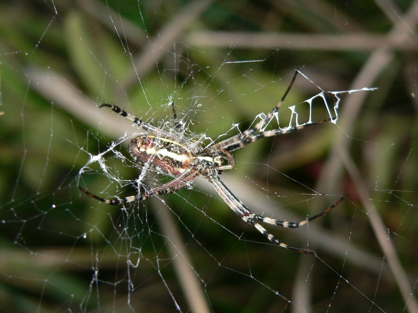 Argiope bruennichi - darázspók