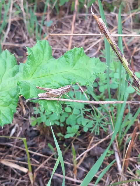 Euchorthippus declivus - rövidszárnyú rétisáska