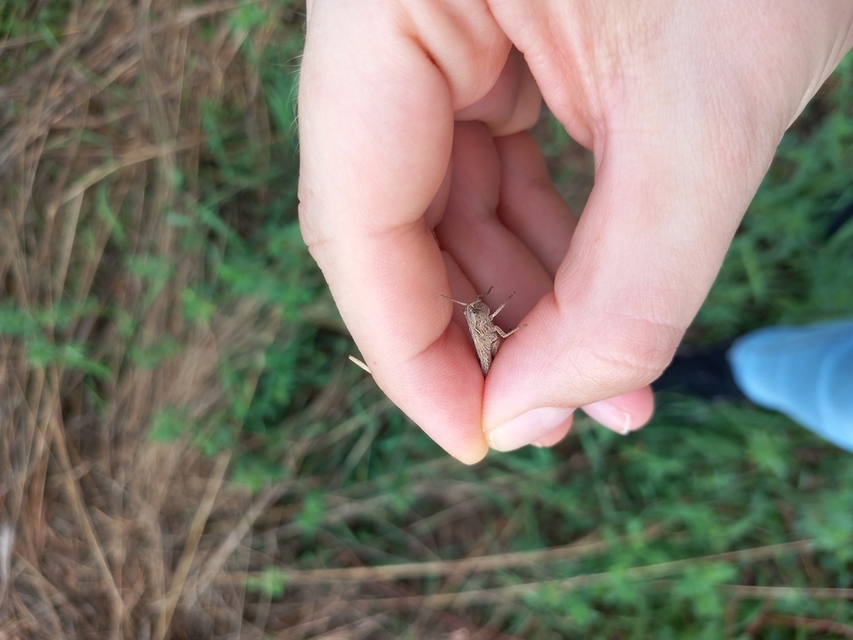 Chorthippus (Glyptobothrus) (subgenus)