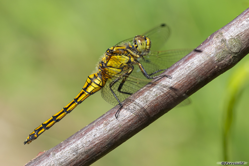 Orthetrum cancellatum - feketefarkú pásztorszitakötő