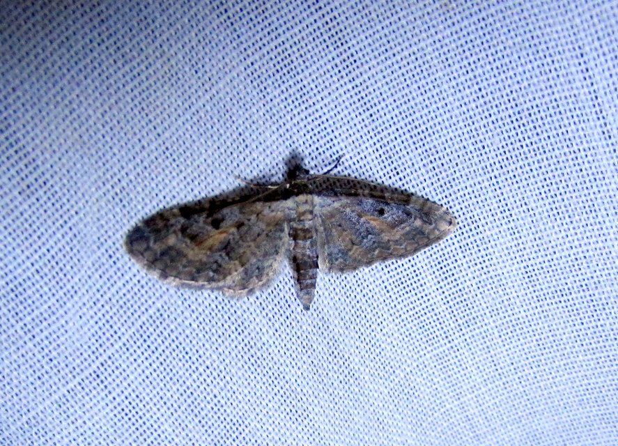 Eupithecia icterata - rozsdafoltos törpearaszoló