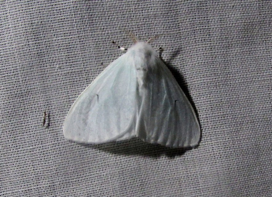 Arctornis l-nigrum - L-betűs gyapjaslepke