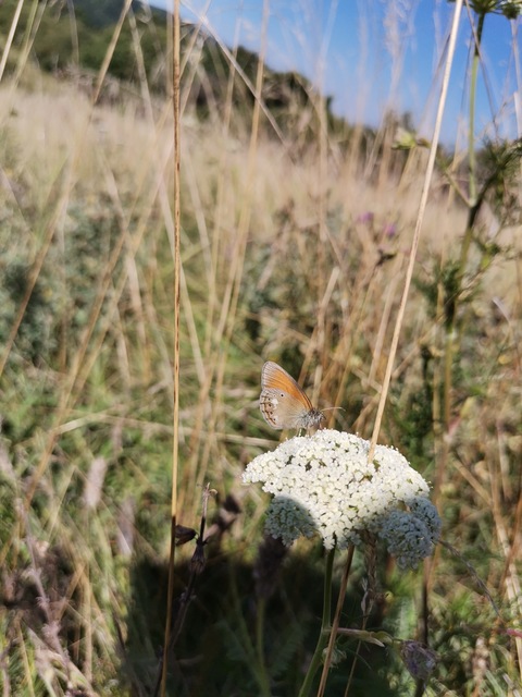 Coenonympha glycerion - közönséges szénalepke