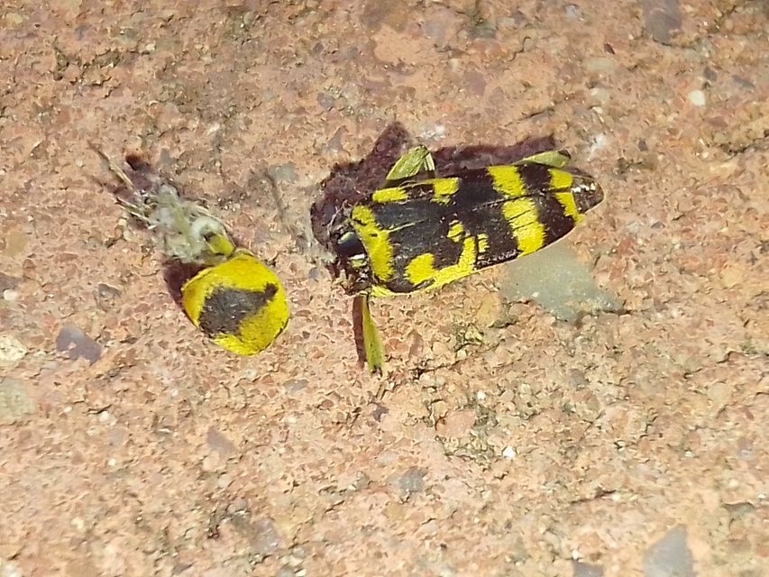 Chlorophorus varius - díszes darázscincér