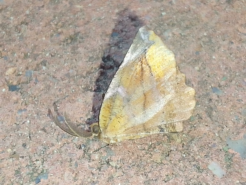 Apeira syringaria - orgona-araszoló