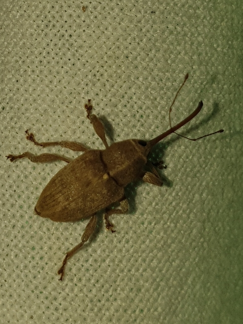 Curculio propinquus - halvány zsuzsóka