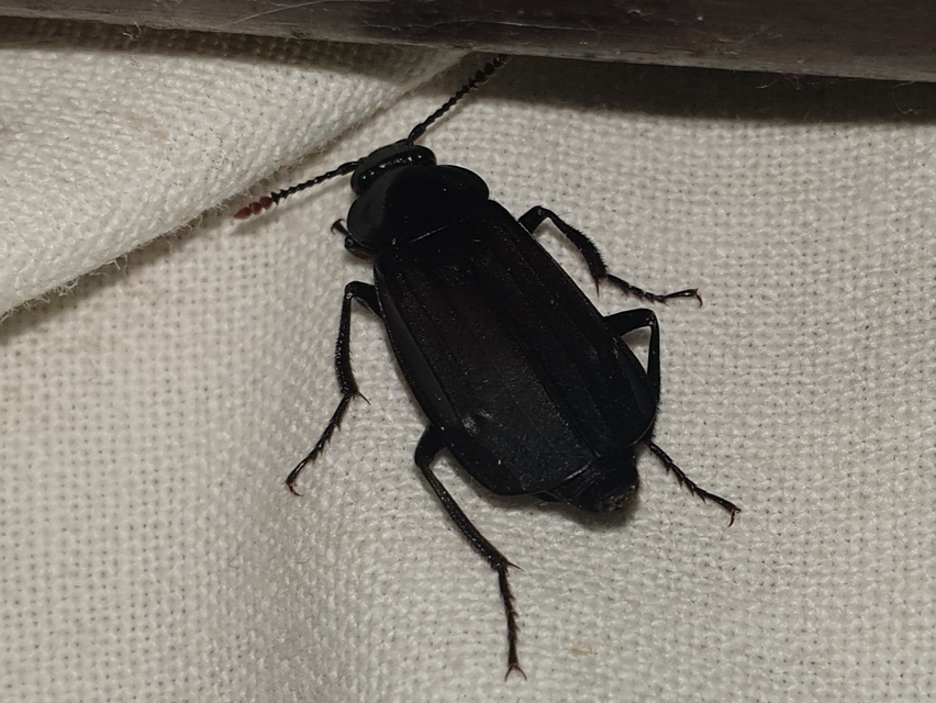 Necrodes littoralis - nagy dögbogár