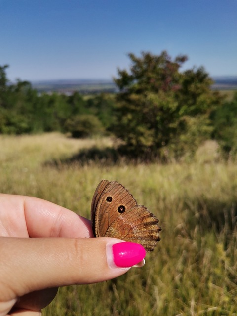 Minois dryas - fekete szemeslepke