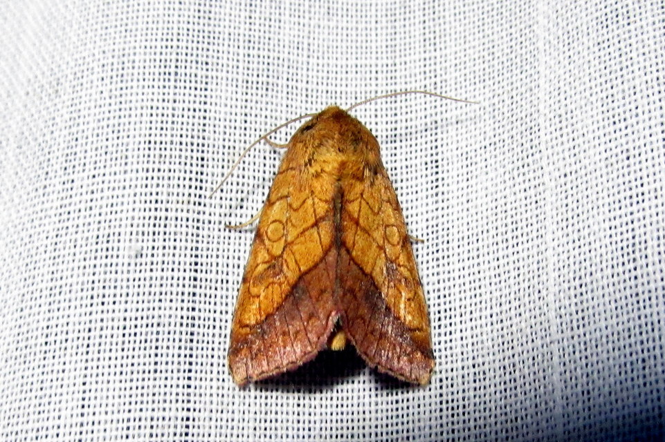 Pyrrhia umbra - iglicebagoly