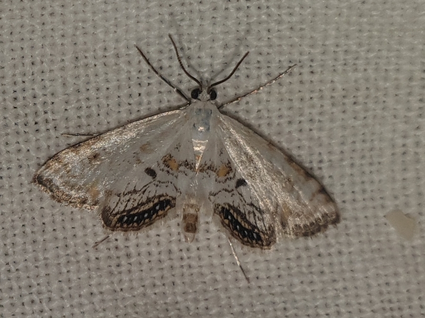 Cataclysta lemnata - békalencsemoly
