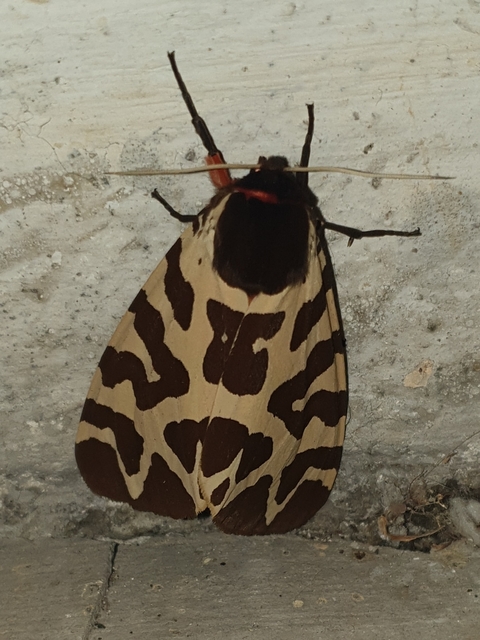 Arctia caja - közönséges medvelepke