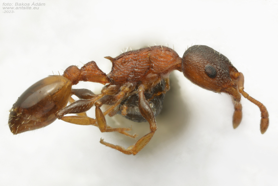 Temnothorax affinis - erdei kéreghangya