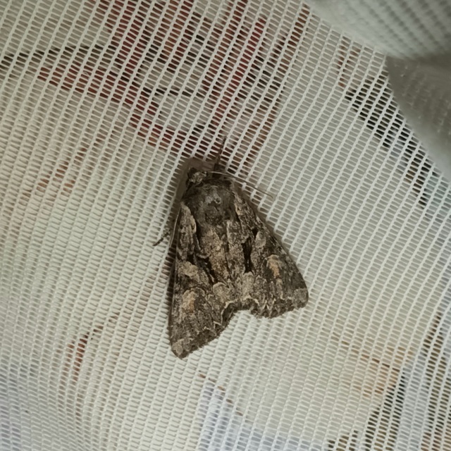 Lacanobia thalassina - borbolya-kertibagoly