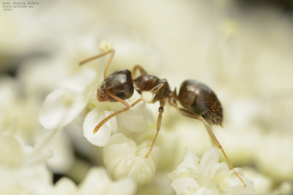 Lasius alienus - kövi feketehangya