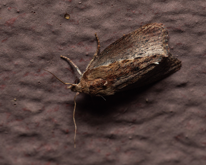 Galleria mellonella - nagy viaszmoly