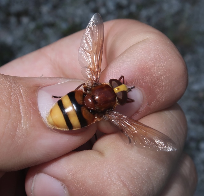Volucella zonaria - kétöves pihelégy Volucella zonaria - kétöves pihelégy