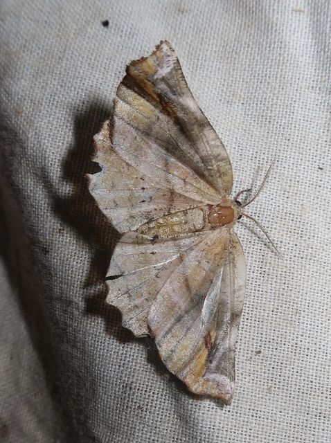 Apeira syringaria - orgona-araszoló