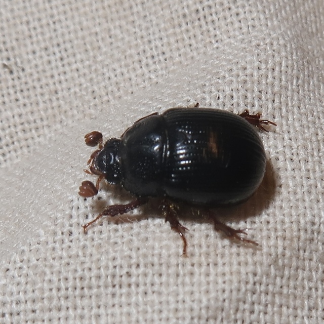 Odonteus armiger - mozgószarvú álganéjtúró