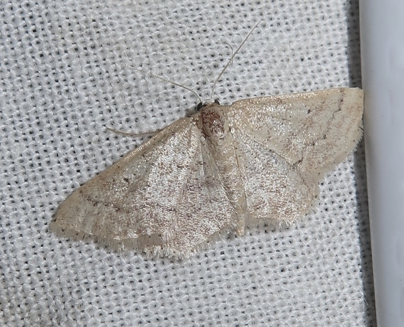 Idaea obsoletaria rufularia - sárgás apróaraszoló