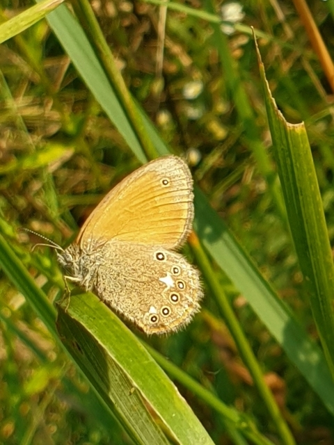 Coenonympha glycerion - közönséges szénalepke