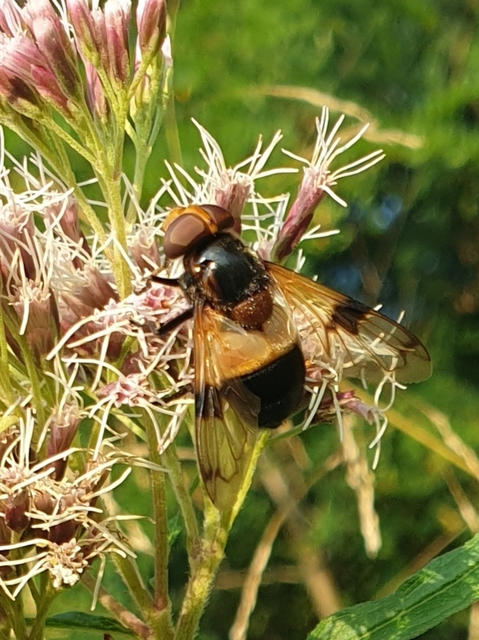 Volucella pellucens - üvegpotrohú pihelégy