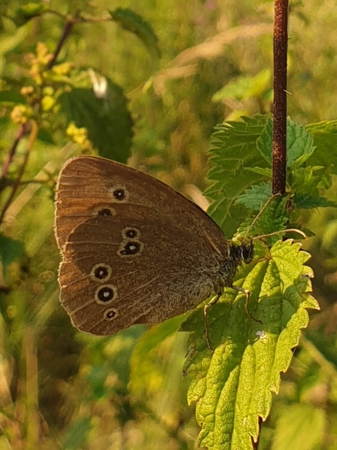 Aphantopus hyperanthus - közönséges ökörszemlepke