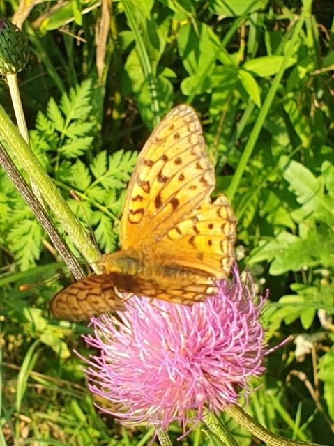 Argynnis adippe - ezüstös gyöngyházlepke
